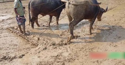 বিলুপ্তির পথে মই দিয়ে চাষাবাদ, পেশা হিসেবে নিলেন শফিকুল